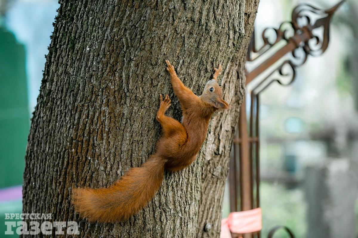Экскурсия по Тришинскому некрополю в Бресте с краеведом Иваном Чайчицем. Фото: "Брестская газета"