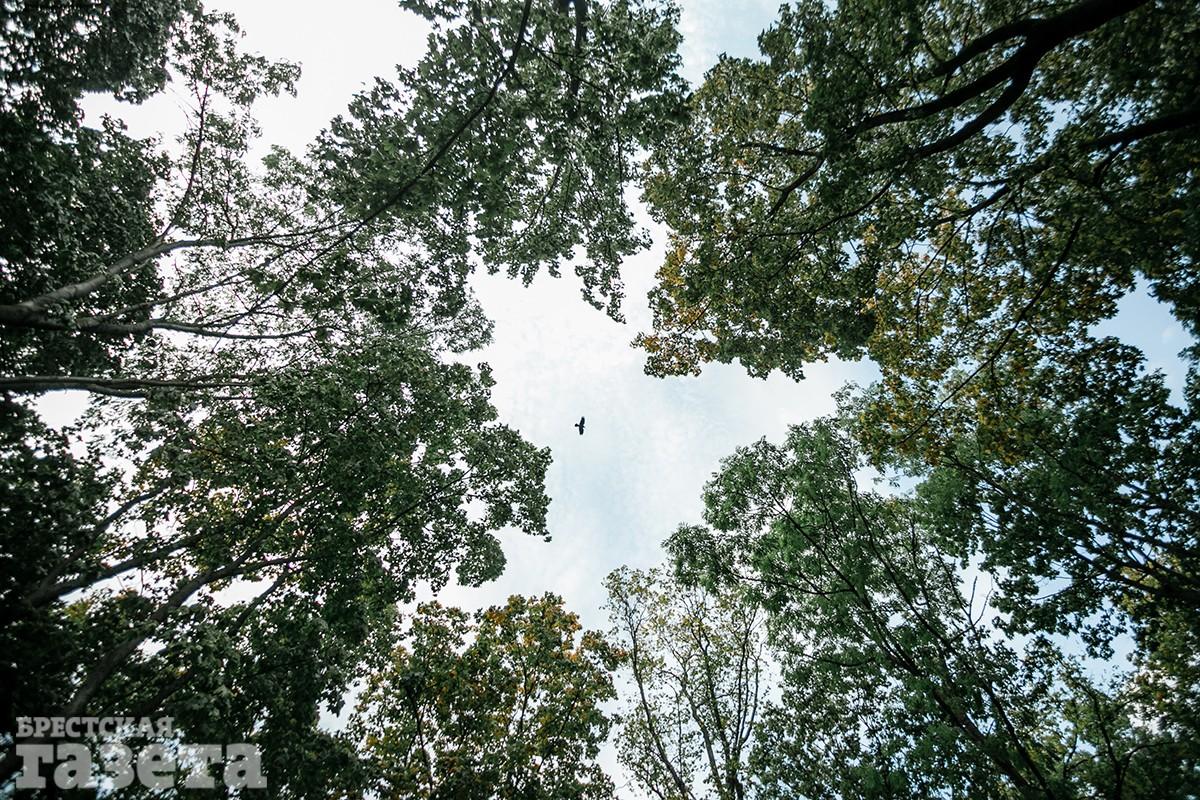 Экскурсия по Тришинскому некрополю в Бресте с краеведом Иваном Чайчицем. Фото: "Брестская газета"
