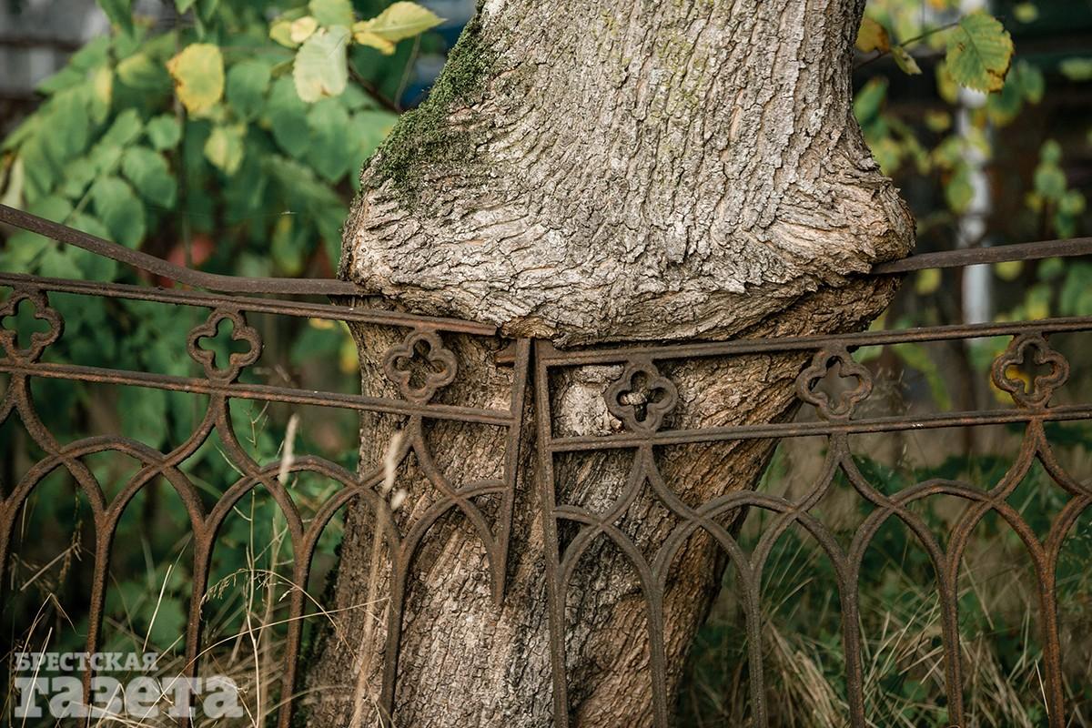 Дерево срослось с оградой могилы на Тришинском кладбище в Бресте. Фото: "Брестская газета"