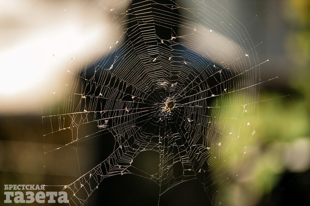 Некоторые могилы на Тришинском кладбище в Бресте обросли паутиной. Фото: "Брестская газета"