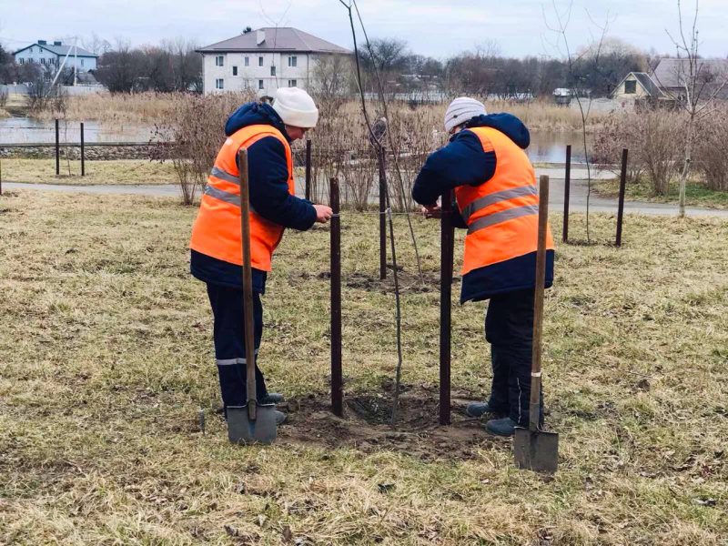 коммунальники сажают деревья