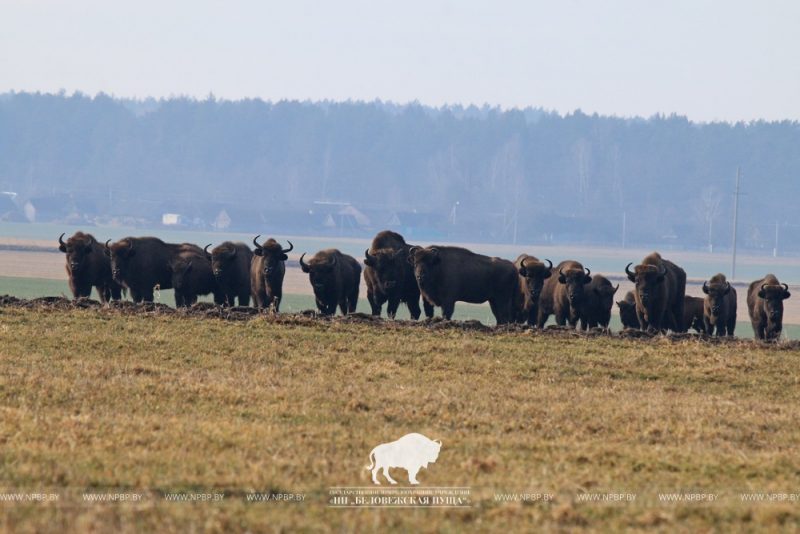 Зубры в Беловежской пуще