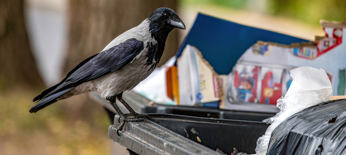 Ворона на мусорном контейнере