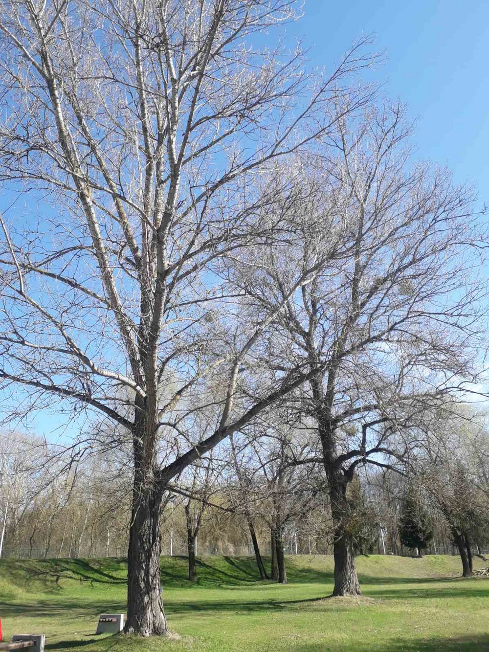 Одно из деревьев, которое хотят спилить (кронировать). Фото с сайта госзакупок
