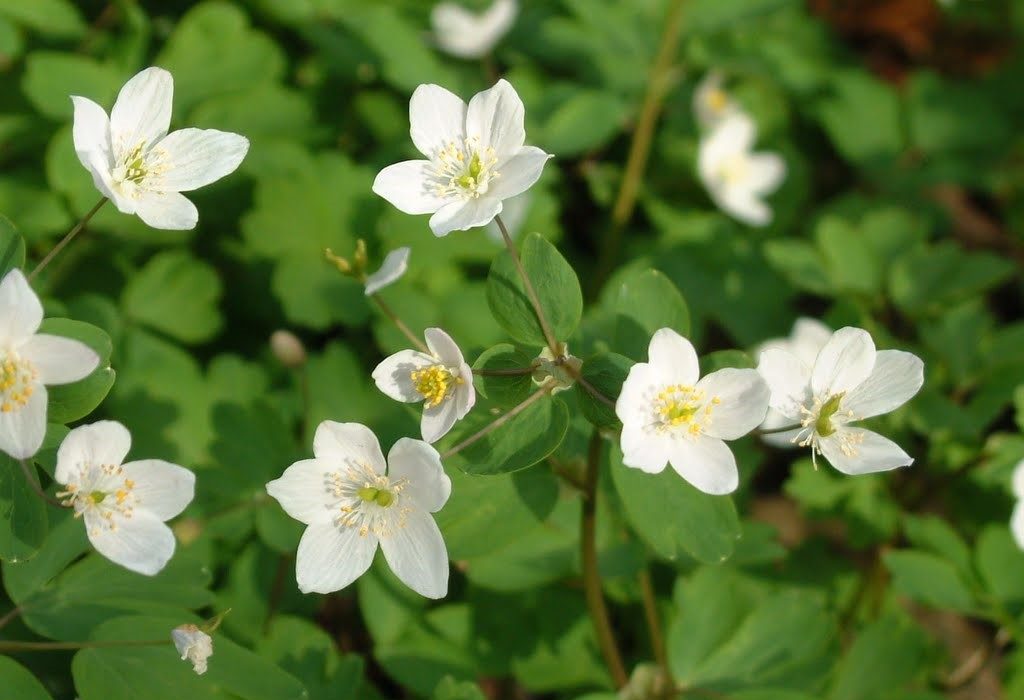 Равноплодник василистниковый. Фото: Туристический Кобрин.