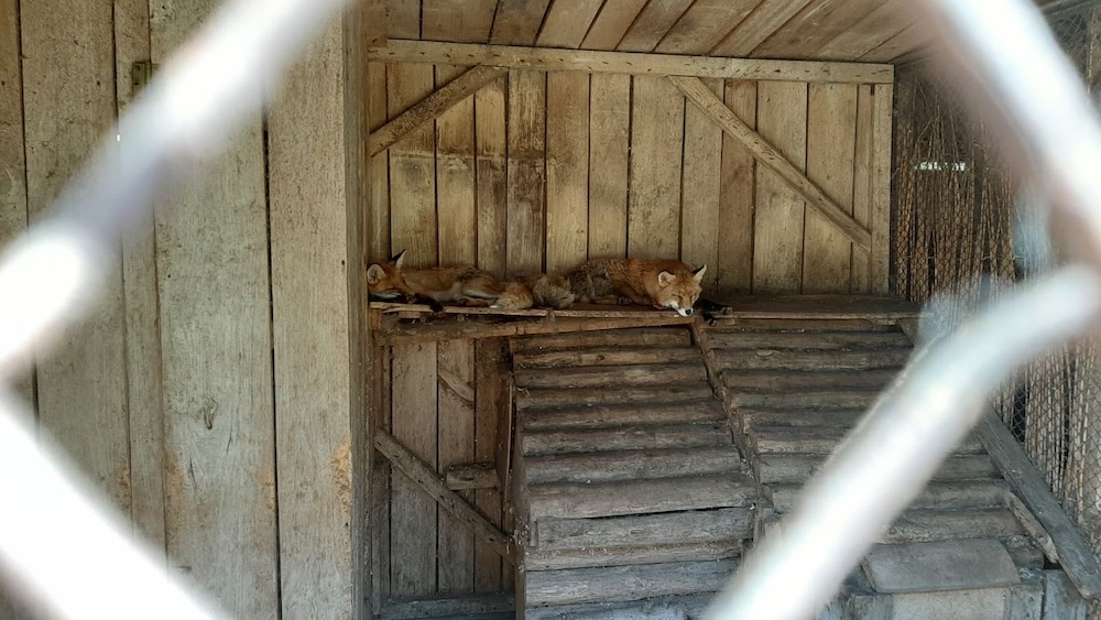 Лисы в «Уголке живой природы» в брестском парке культуры и отдыха. Фото: телеграм-канал Александра Рогачука.