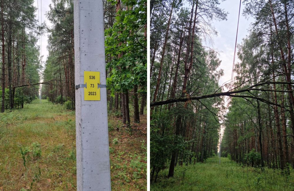 Дерево упало прямо на провода. Каменецкий район, д. Пашуки. Фото: «Брестэнерго».