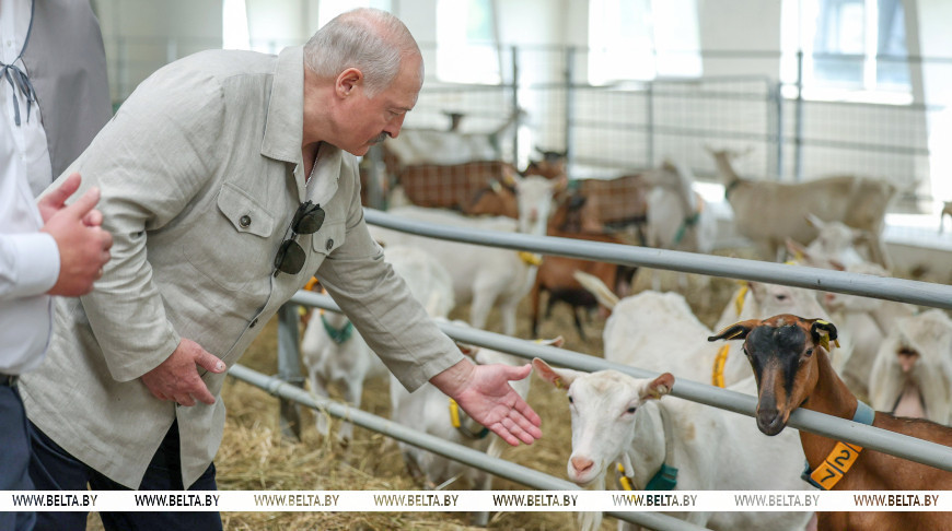 Александр Лукашенко на ферме по содержанию и выращиванию племенных коз Могилевского госплемпредприятия. 