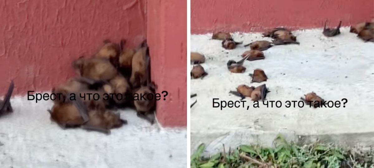 Летучие мыши, Брест