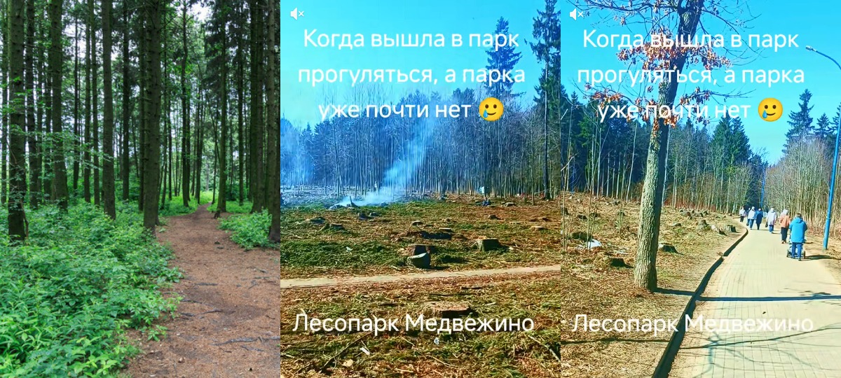 парк до и после вырубки деревьев