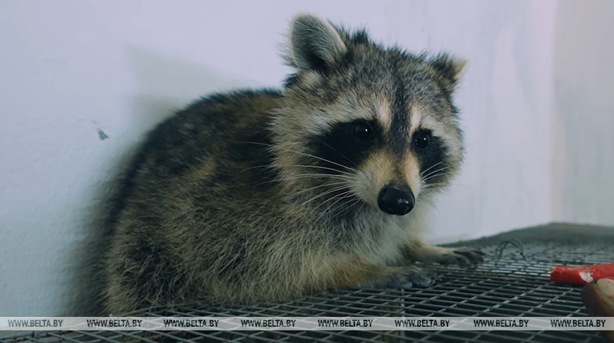 Енот Сеня, зоопарк Диприз