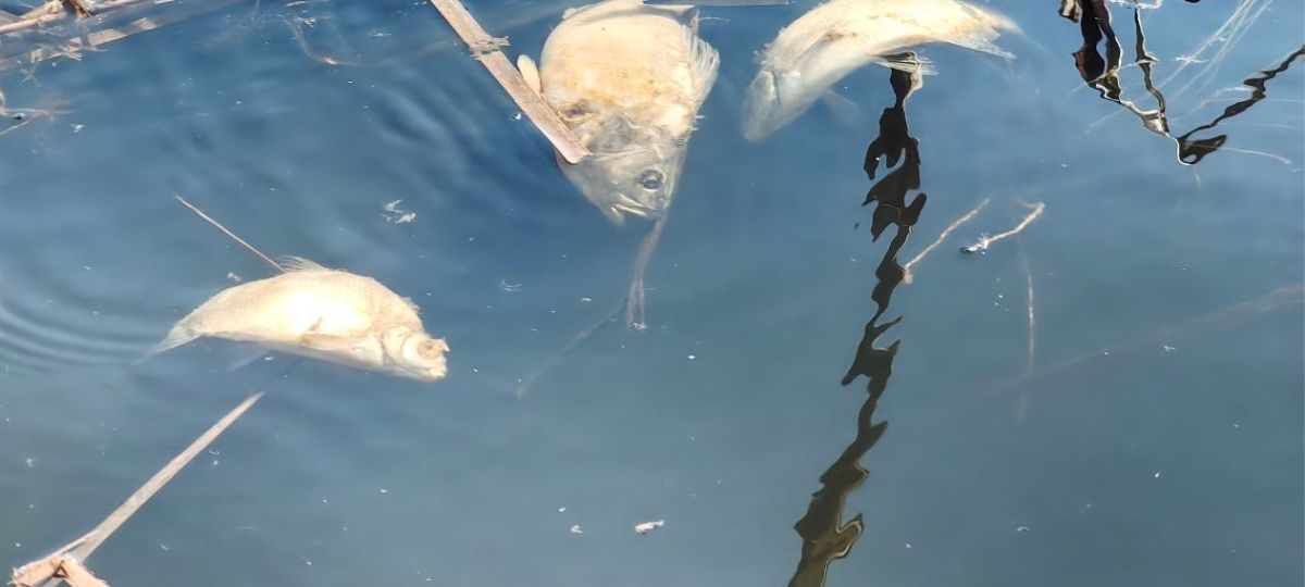 Замор рыбы на озере Погост в Пинском районе