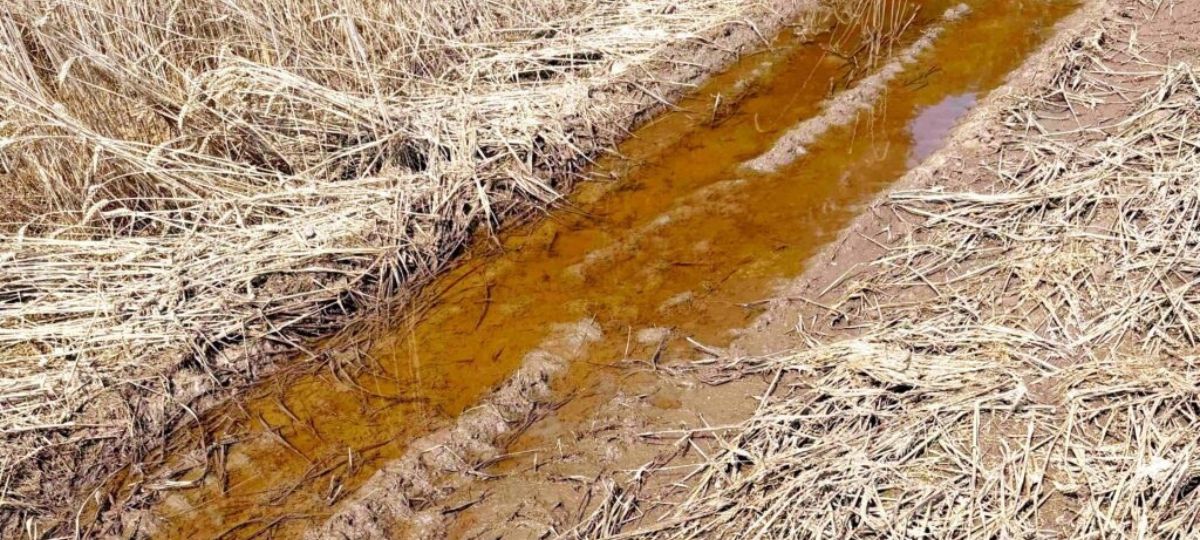 Нечистоты в поле около деревни Орешники